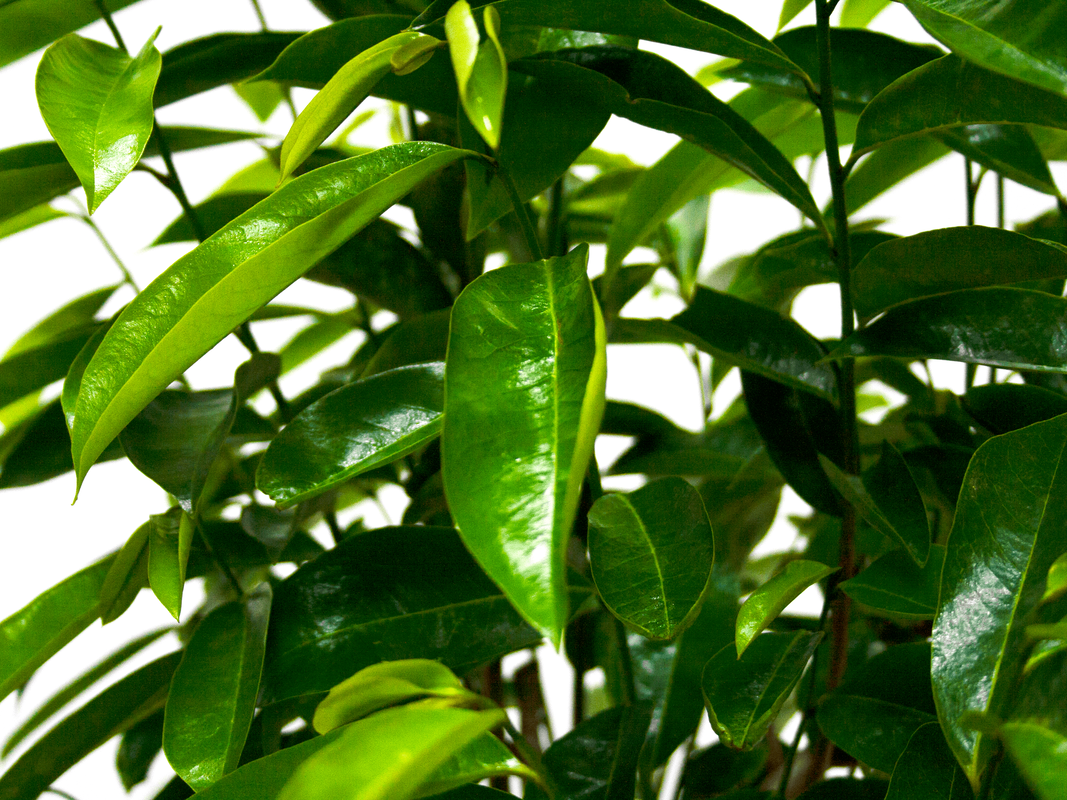 Soursop ( Guanabana )