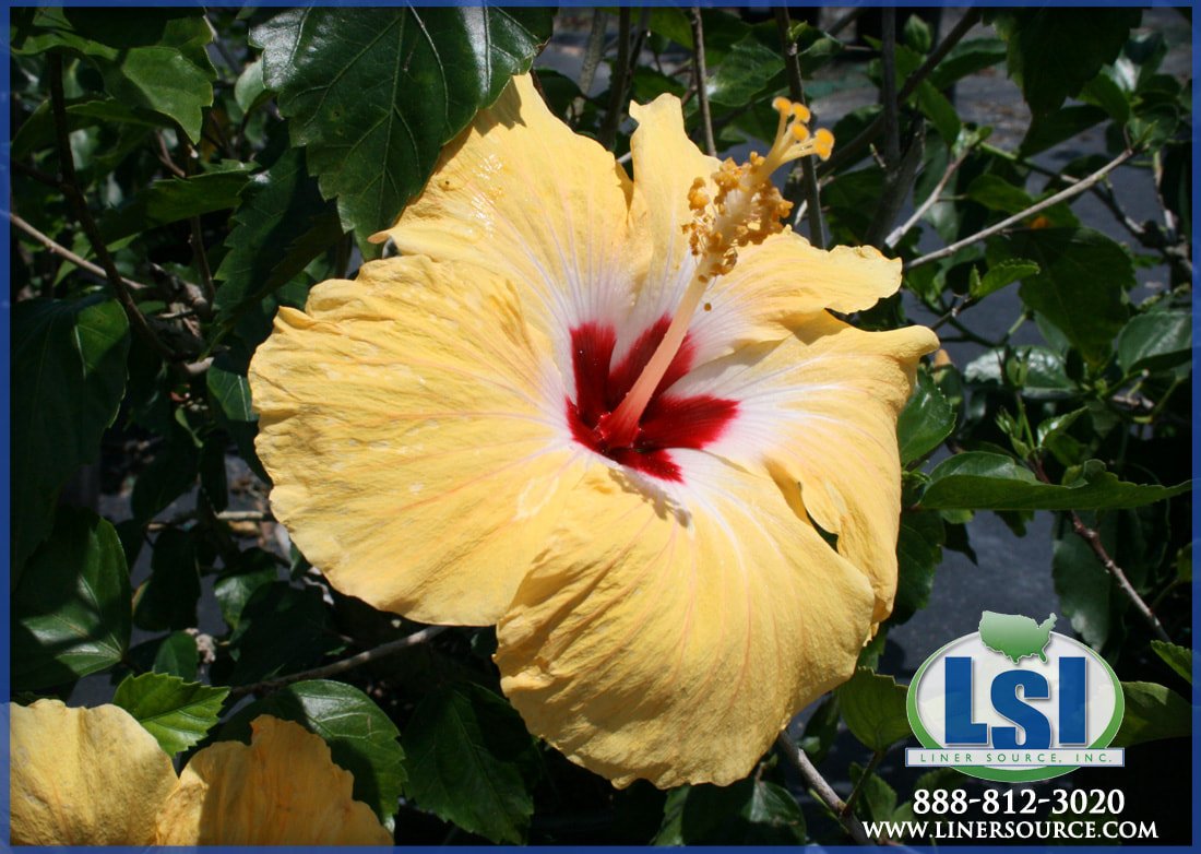 Hibiscus Sunset Yellow
