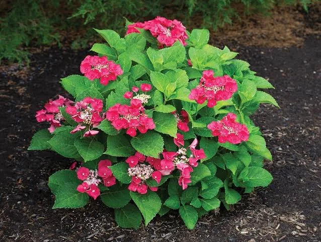 STAR PLANTS® Cherry Explosion 2.jpeg