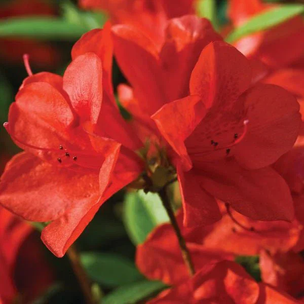Autumn_Bravo_Close.webp