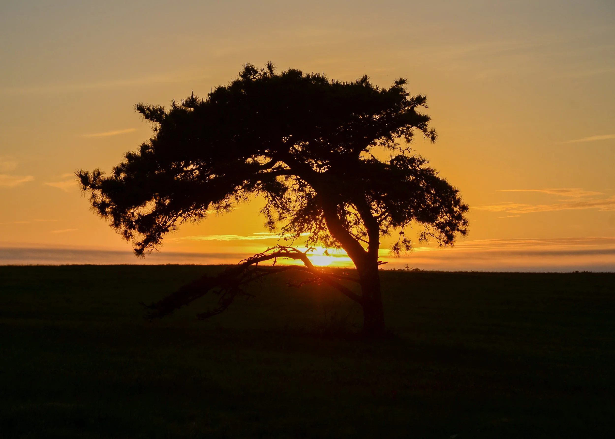 DSC_7517.jpg