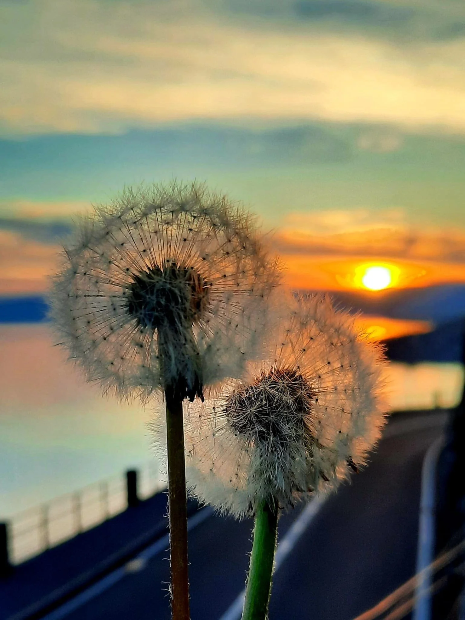 Pissenlit en gros plan avec un coucher de soleil en arrière-plan.