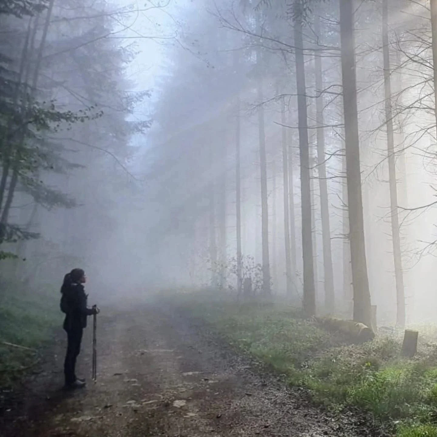 Une femme avec un bâton marche dans une forêt brumeuse.