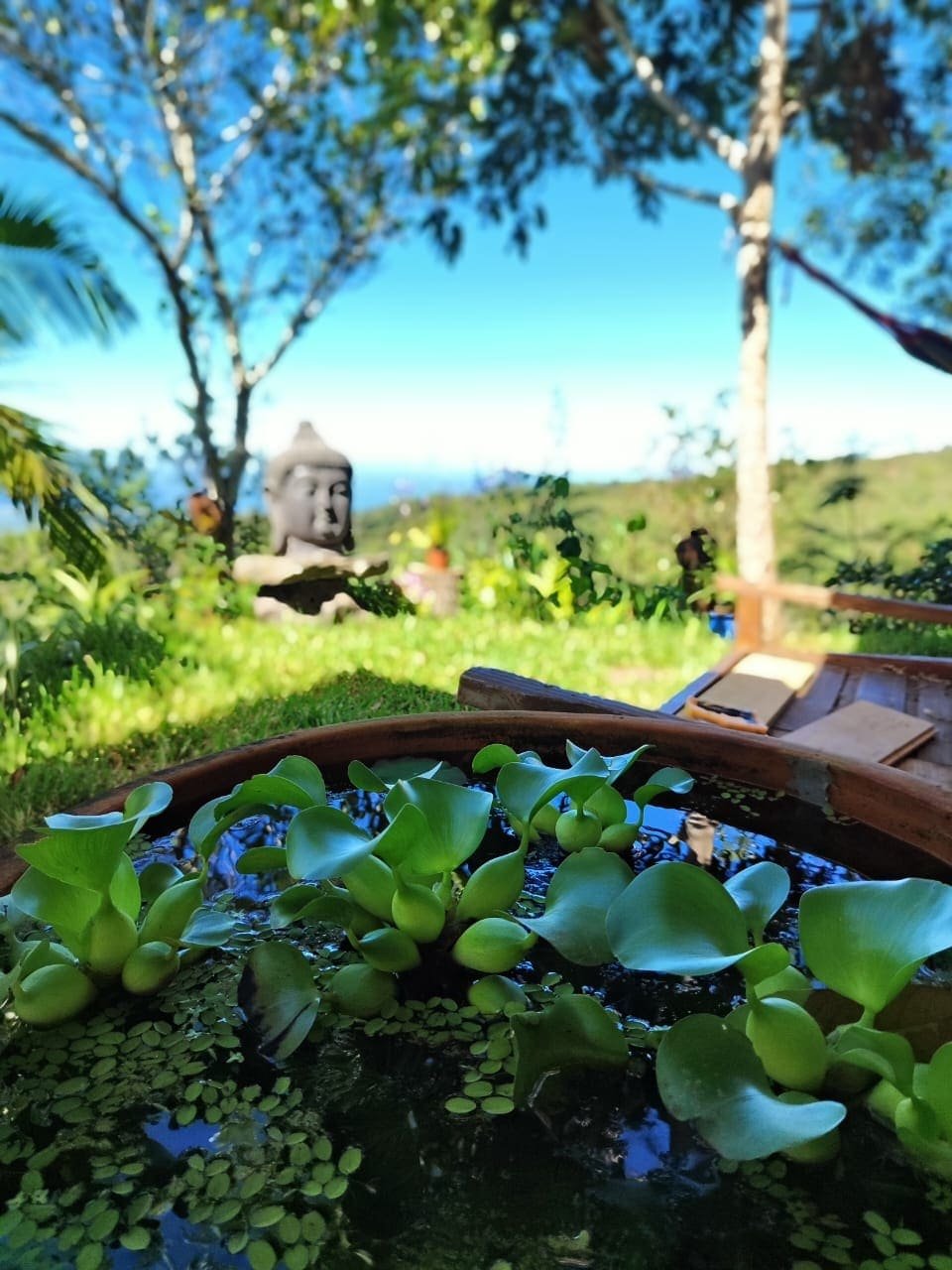 Un bassin d'eau avec des plantes aquatiques vertes, entouré de verdure et d'arbres, avec un paysage naturel en arrière-plan et une statue de Bouddha visible au loin.