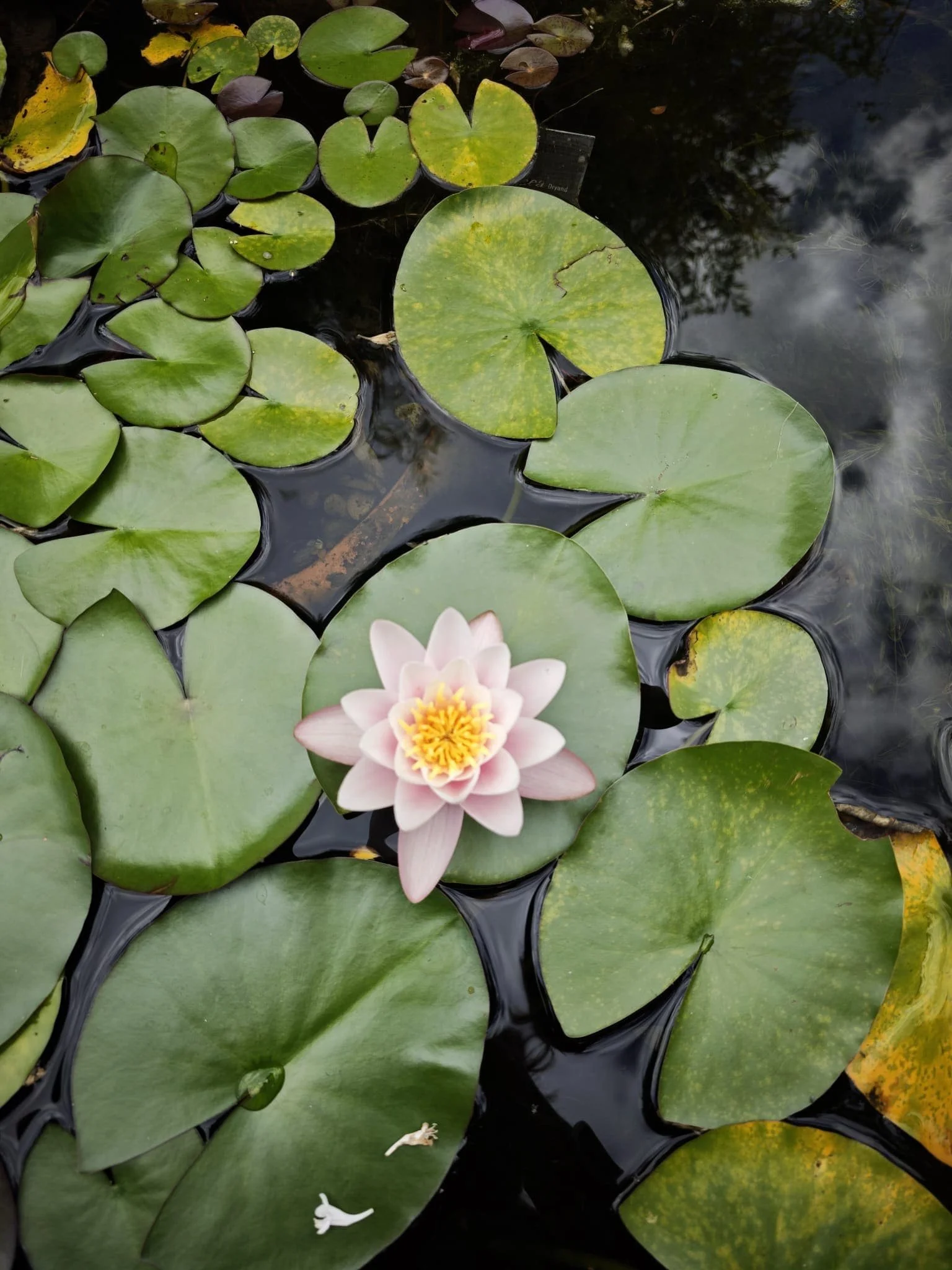 Fleurs de lotus rose pâle avec un centre jaune nageant parmi des feuilles de lotus vertes dans une mare calme.