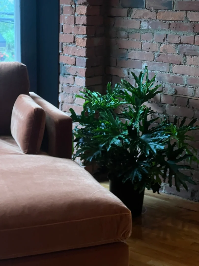 A brown sofa and a potted green plant next to a brick wall in a cozy, natural-lit room.