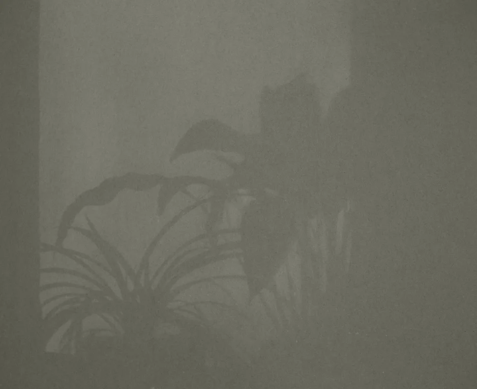 A dark, blurry image of indoor houseplants and a person reflected in the window.