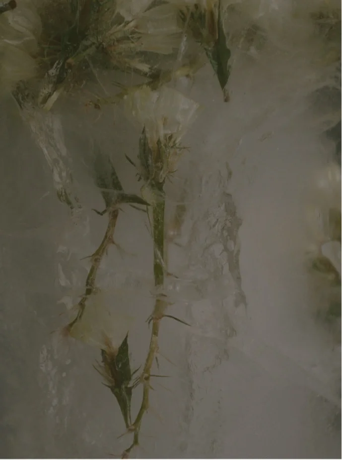 Close-up of a plant with thorns submerged in water.