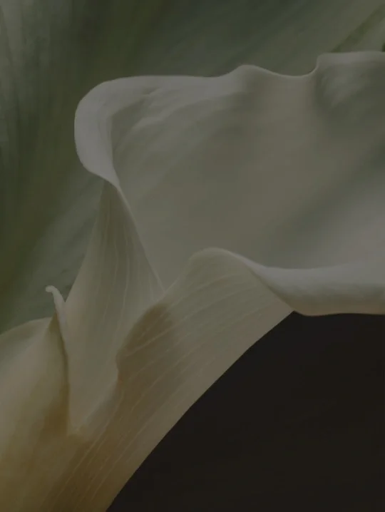 Close-up of a white calla lily flower with green background.