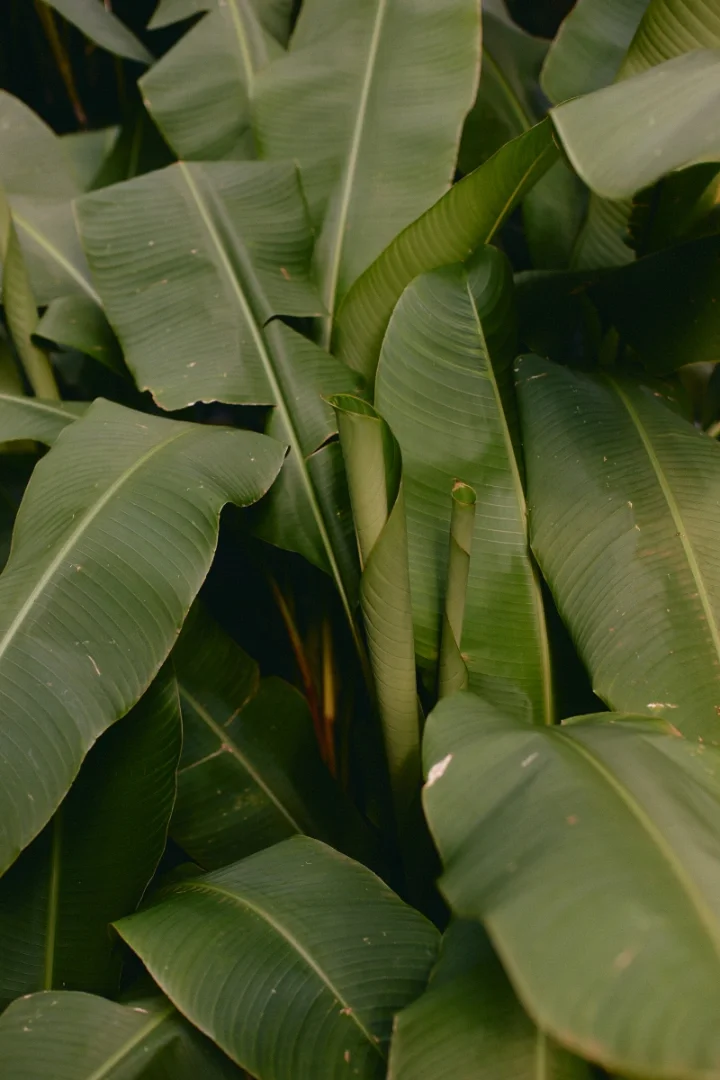 Close-up of green banana leaves with a few unripe bananas in the center.