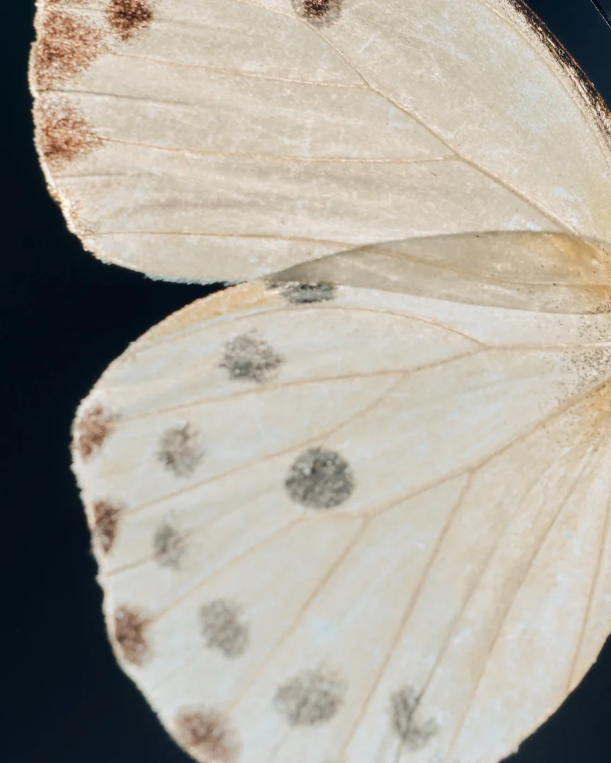 Close-up of a white butterfly wing with black spots and light brown edges against a dark background.