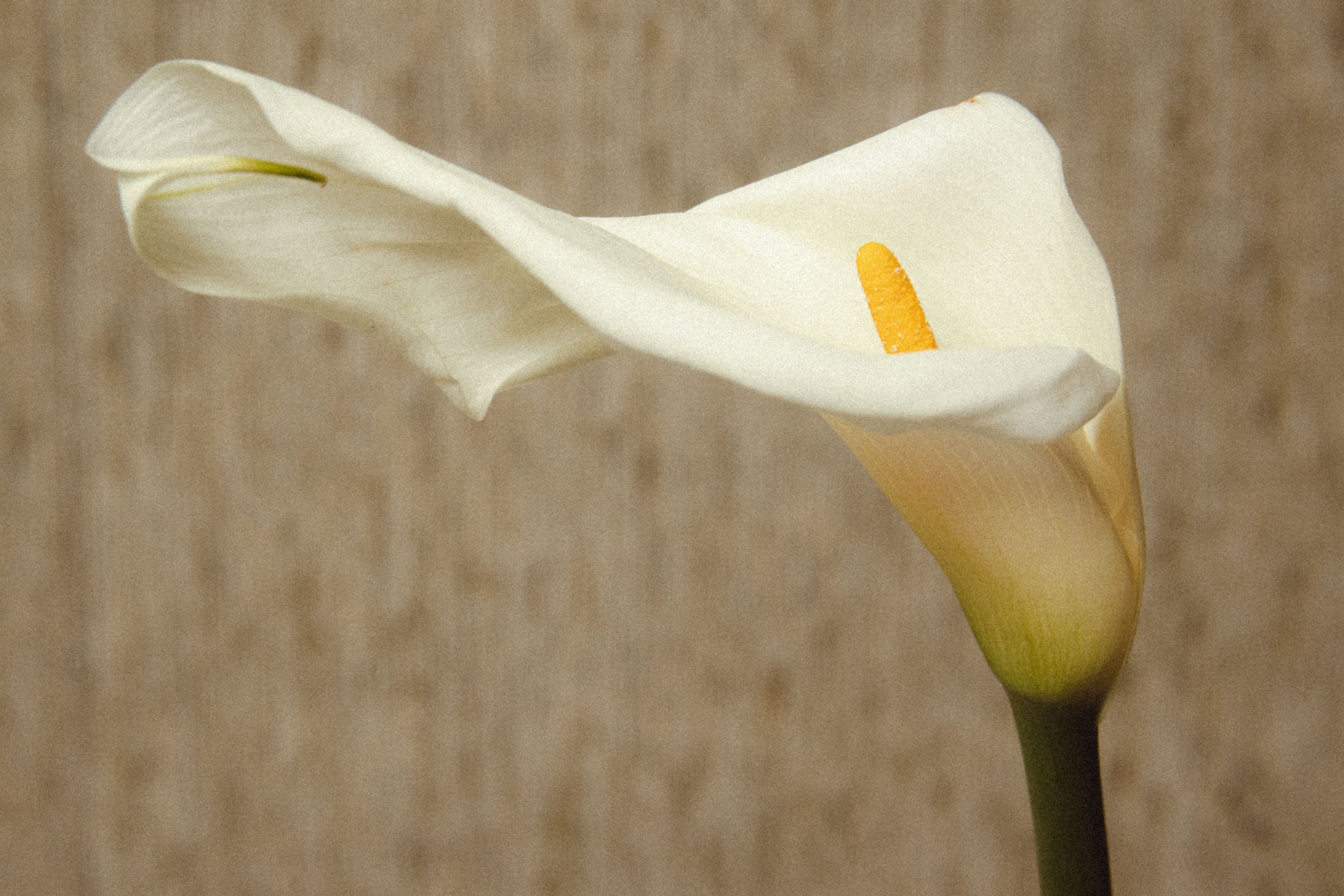 The Shed, The Bloom