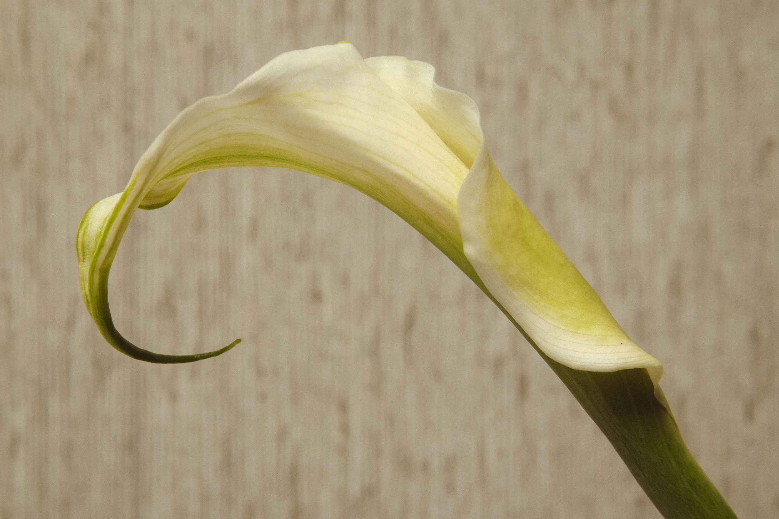 THESHEDTHEBLOOM-2.jpg