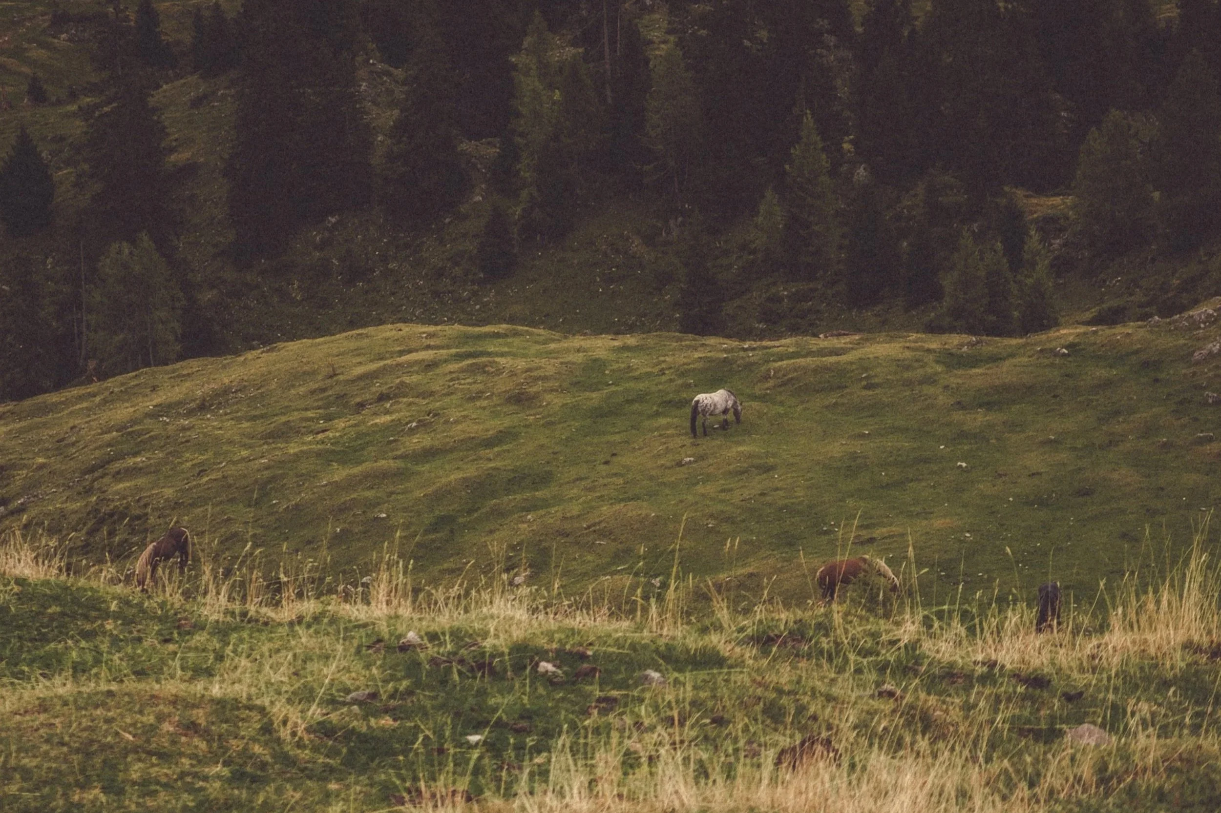 A lush green hillside with a horse grazing amidst grass, with dense forested trees in the background.