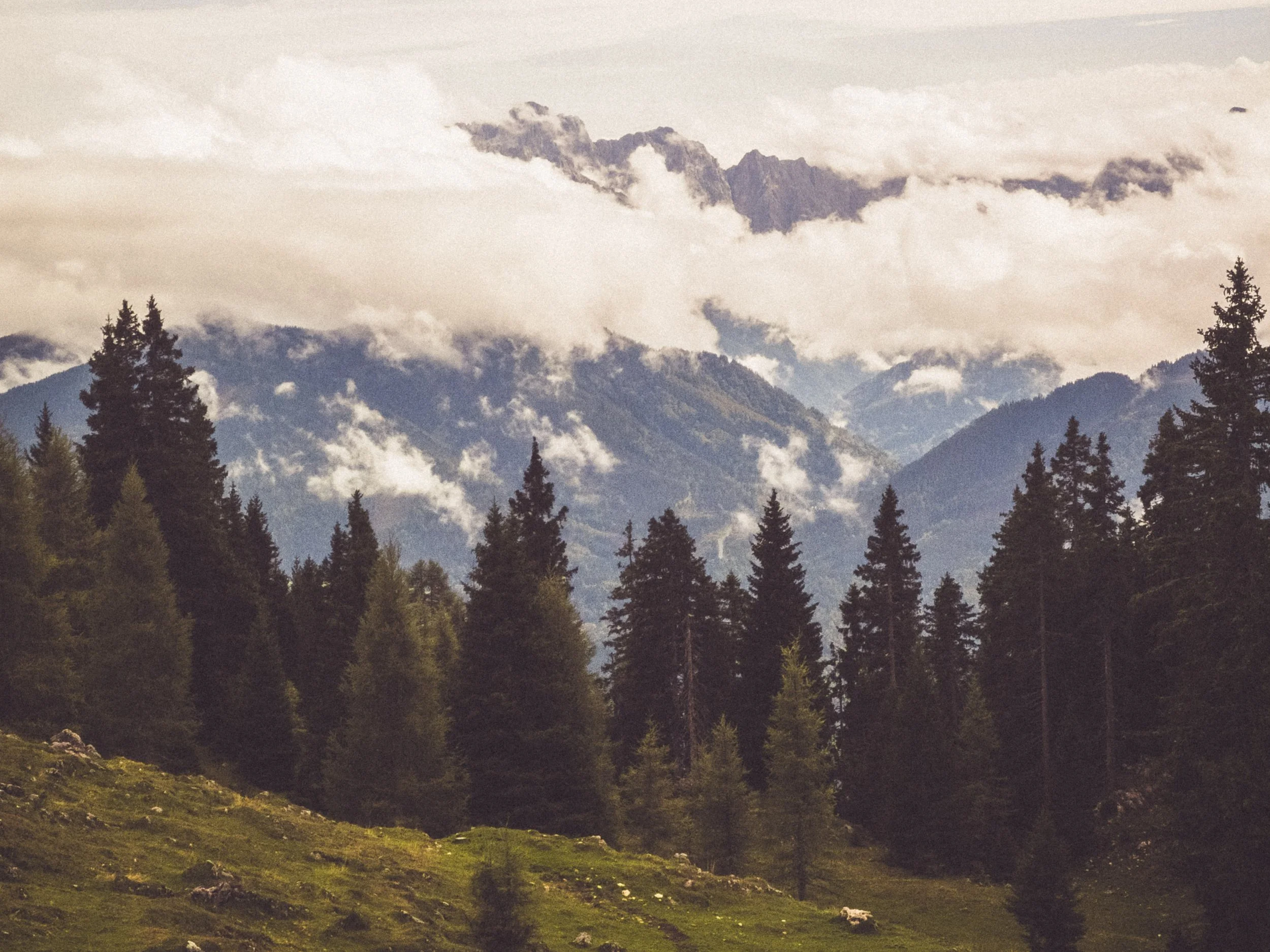 Mountain landscape with pine trees in the foreground and mist-covered mountains in the background.