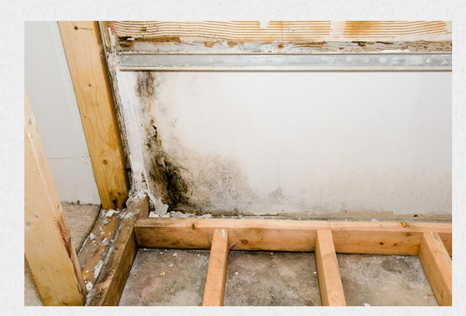 Why Professional Mold Testing Matters
