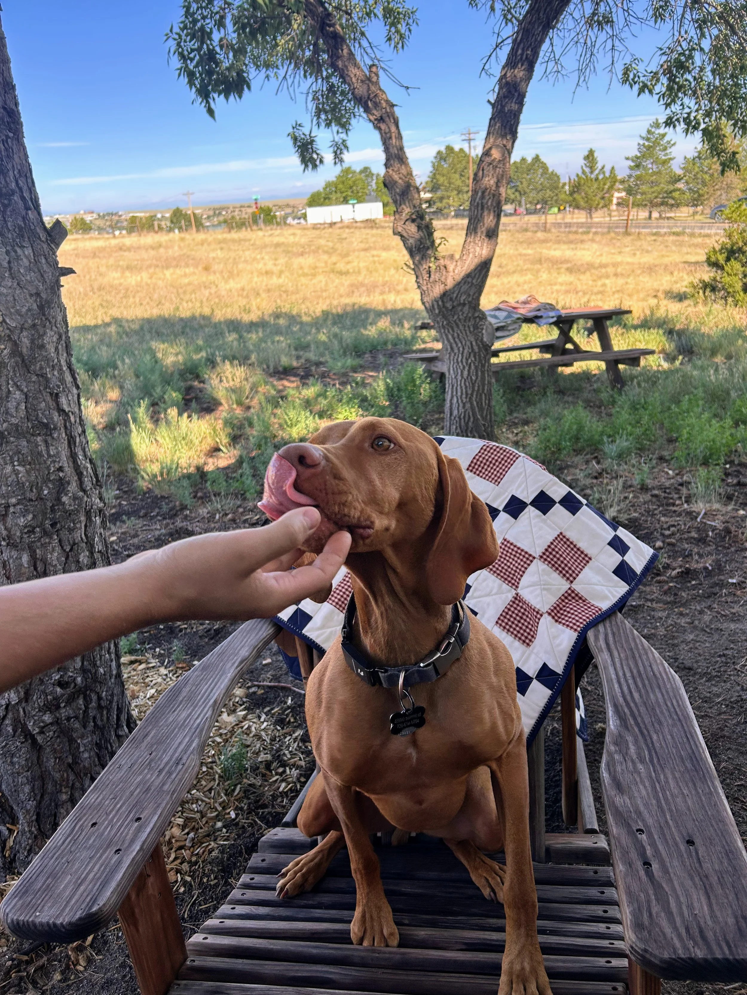 A brown dog sitting on a wooden park bench, tongue out, receiving a gentle touch from a person's hand under a tree with a grassy field and trees in the background.