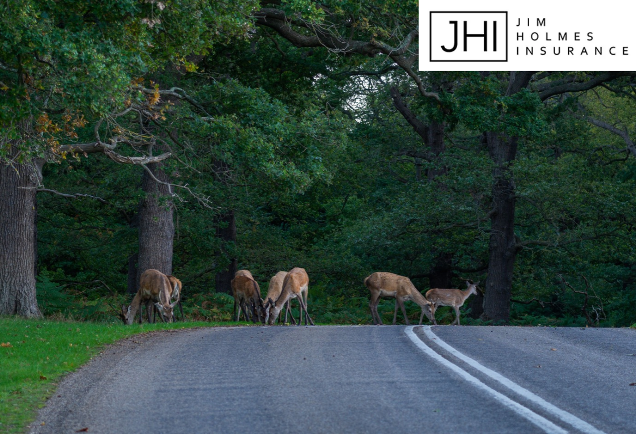 Does Auto Insurance Cover Hitting a Deer in Oklahoma?