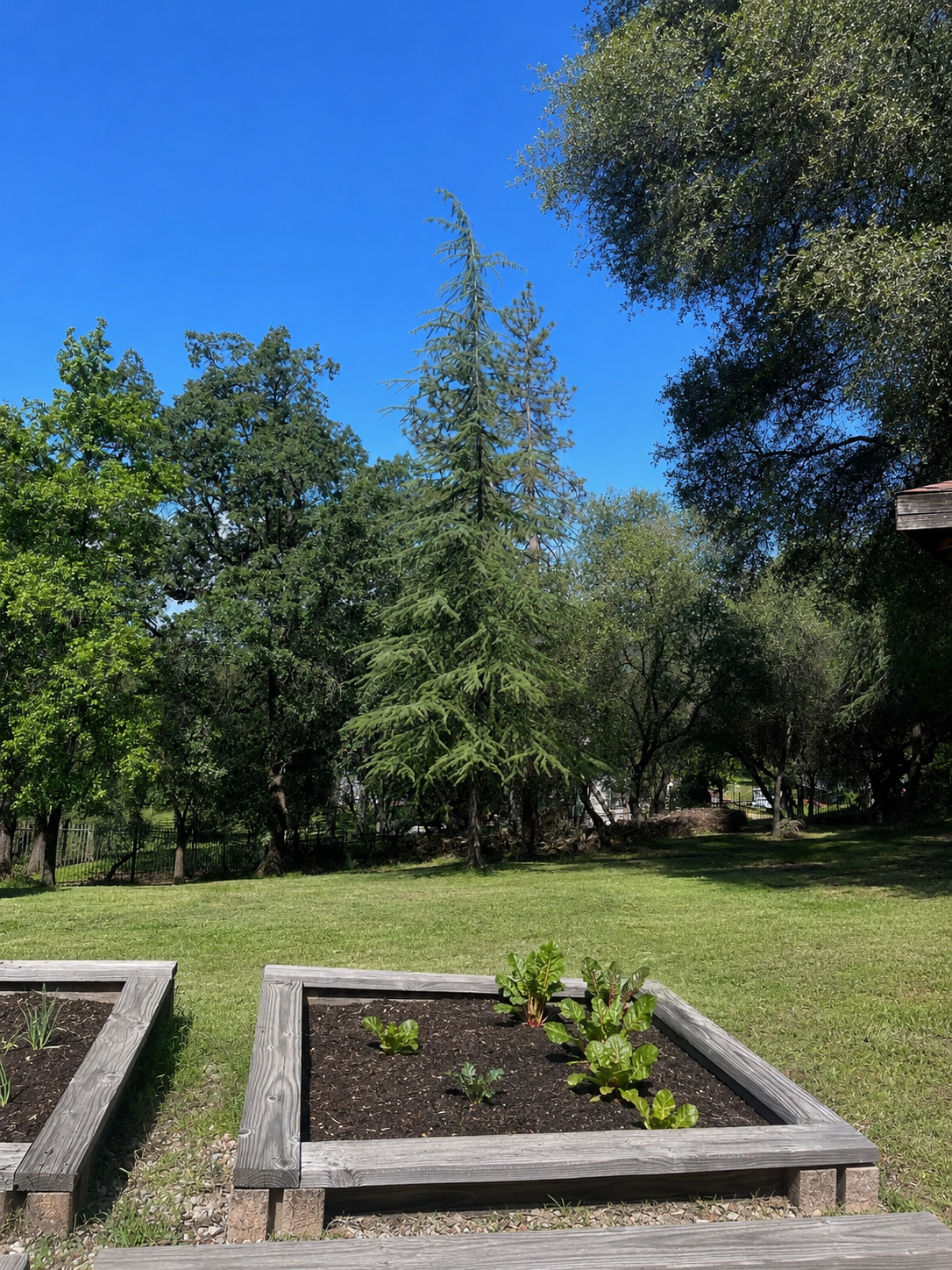 A backyard garden with raised garden beds containing leafy plants, surrounded by green grass, trees, and a clear blue sky.