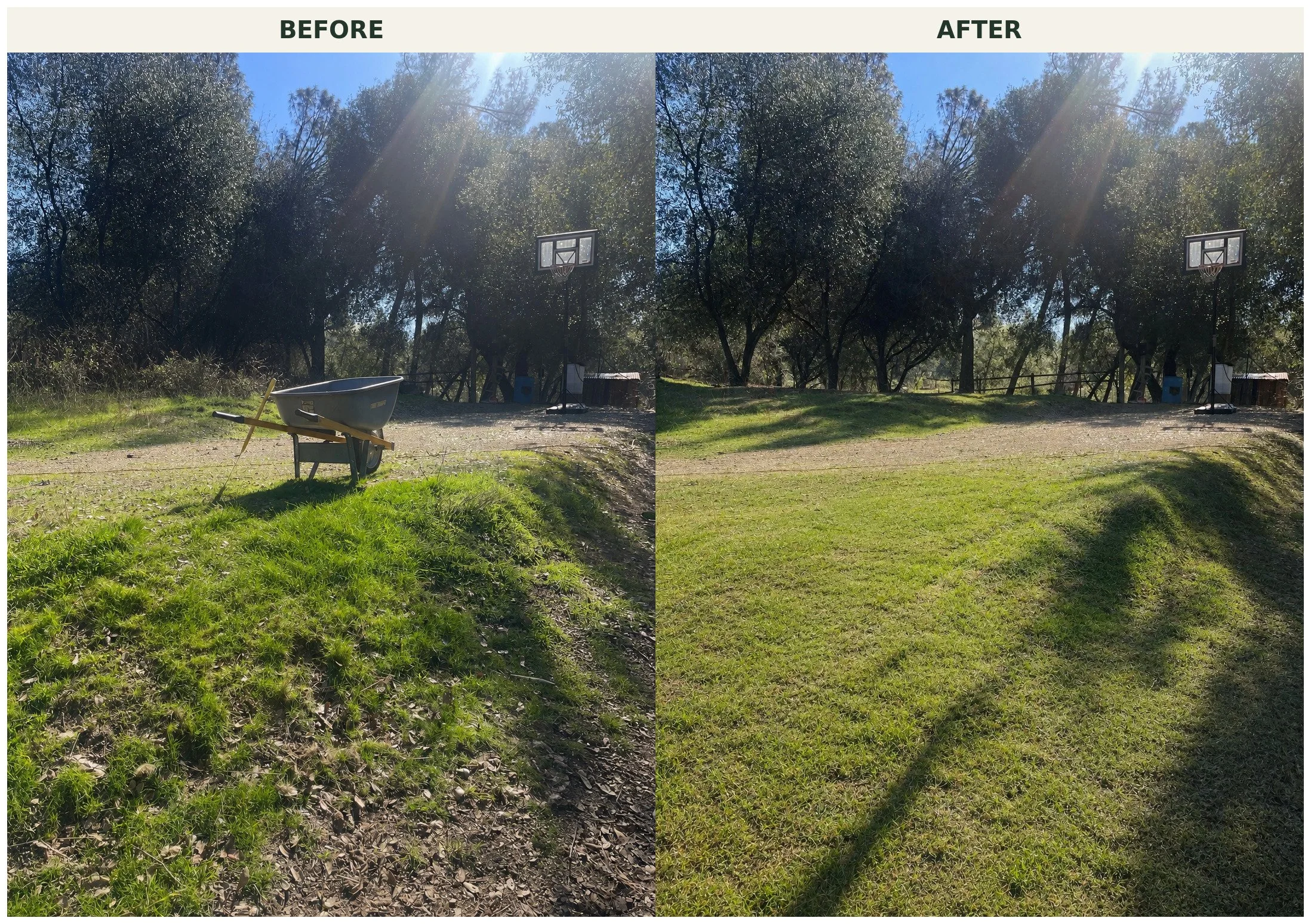 Comparison of a backyard with and without grass renovation, showing a before and after of the same outdoor area with trees, a basketball hoop, and a wheelbarrow, with the area now having lush green grass.