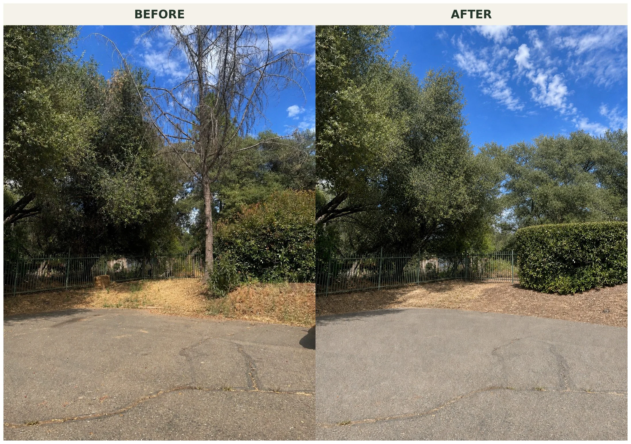 A side-by-side comparison of a large tree before and after trimming. The 'before' shows a tall tree with many branches and some dead limbs, while the 'after' displays a more pruned tree with a cleaner appearance, set against a blue sky with scattered