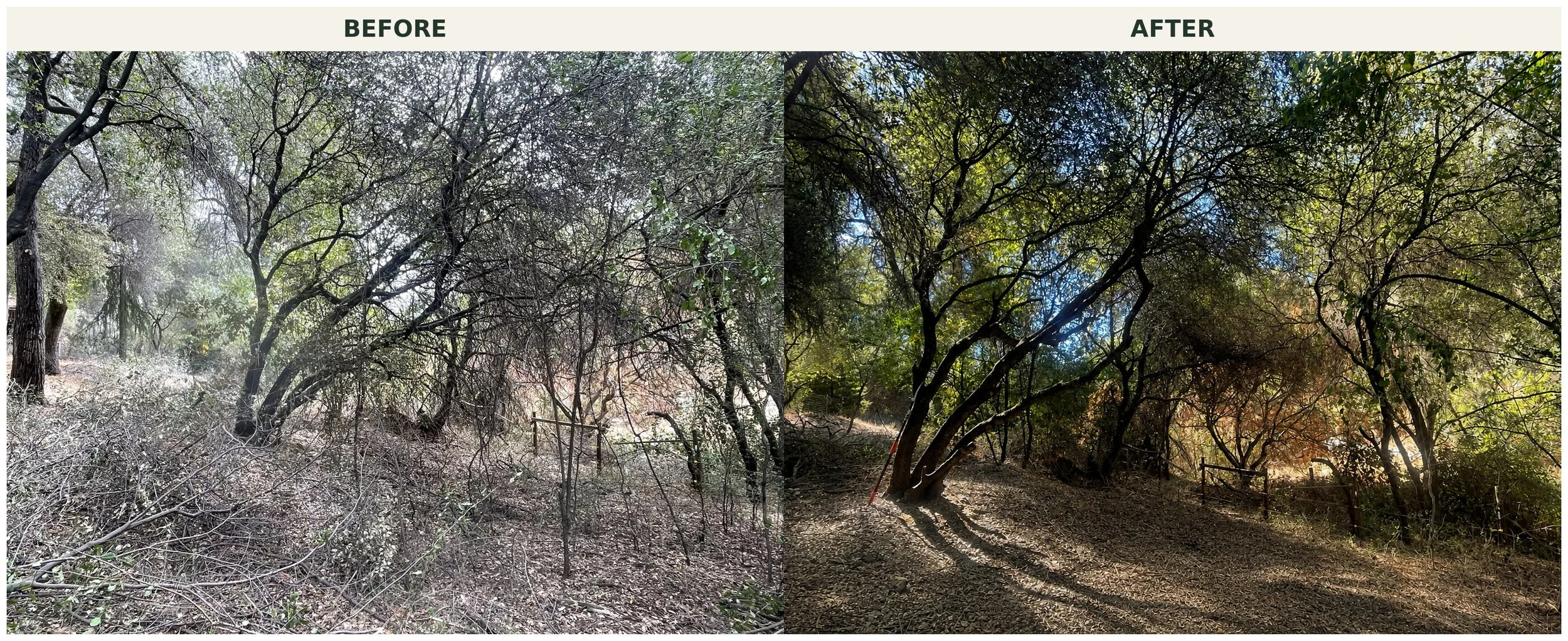 Comparison of a forest scene before and after cleanup, showing overgrown bushes and fallen branches in the 'before' image, and a cleared, more open area with trimmed trees in the 'after' image.