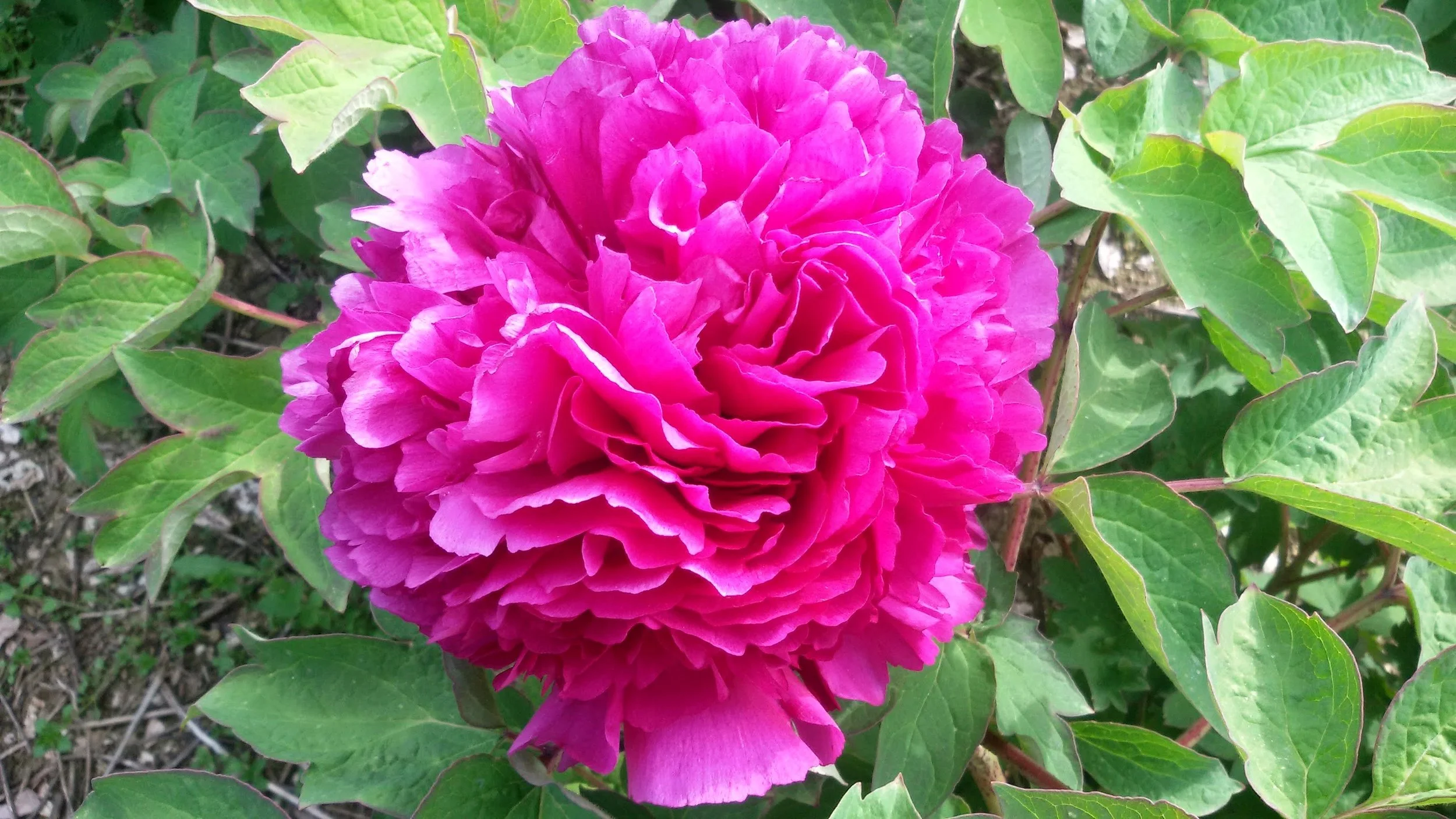 Una pianta con un grande fiore rosa a forma di peonia o rosa, circondata da foglie verdi leggermente lucide e dettagliate.