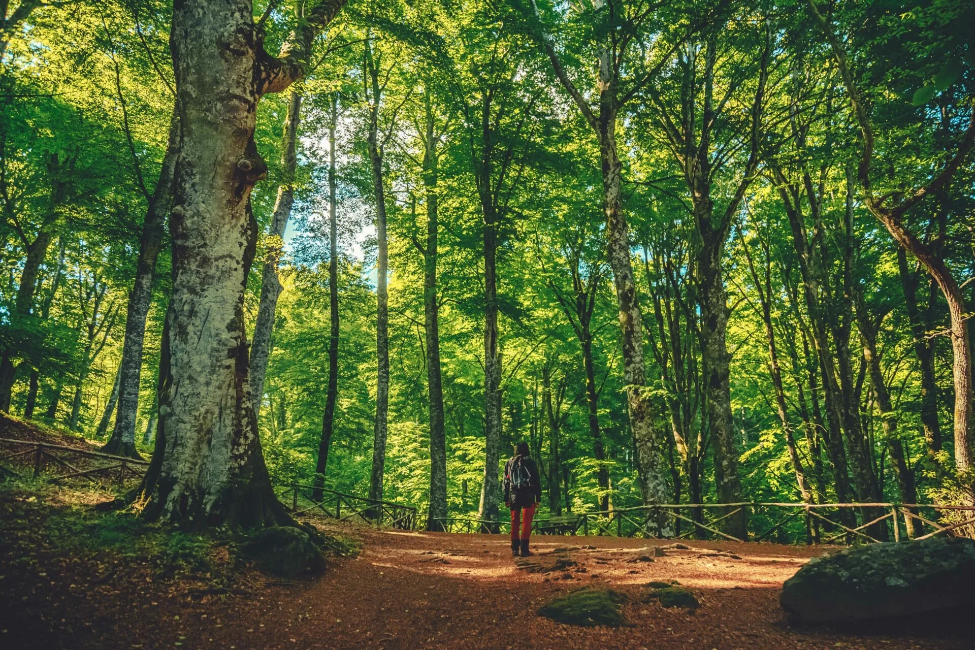 Personaggio con zaino che cammina nel bosco verde e folto, con alberi alti e luce che filtra attraverso le foglie.