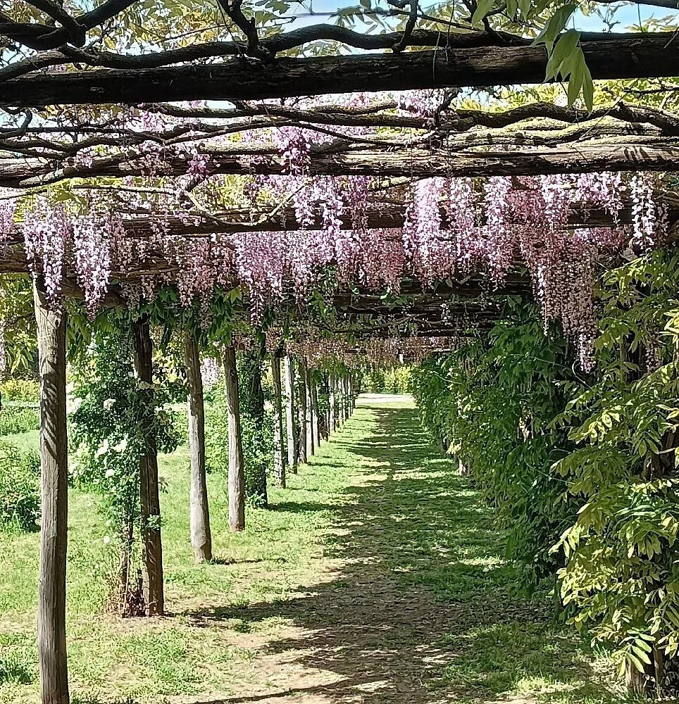 Un sentiero immerso in un giardino, con un pergolato ricoperto di fiori di gelsomino o glicine di colore rosa e viola, con alberi e vegetazione verde ai lati.