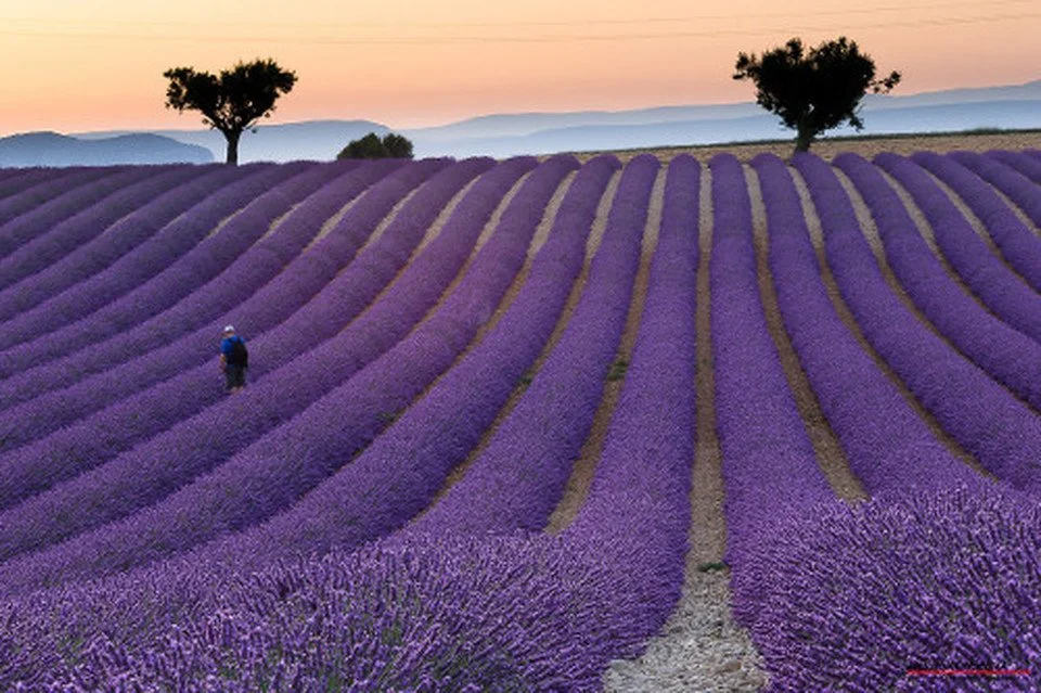 Un campo di lavanda viola con due alberi sullo sfondo e una persona che cammina tra le piante, al tramonto.