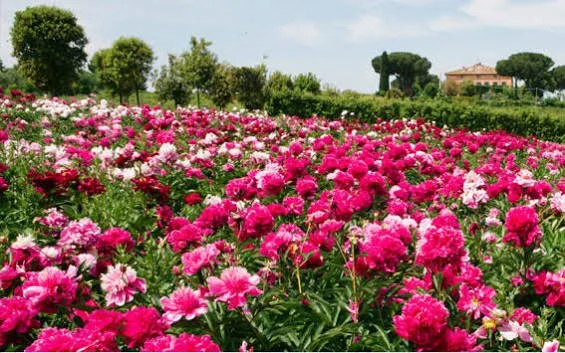 Un campo di fiori rosa e bianchi con alberi e una casa sullo sfondo.