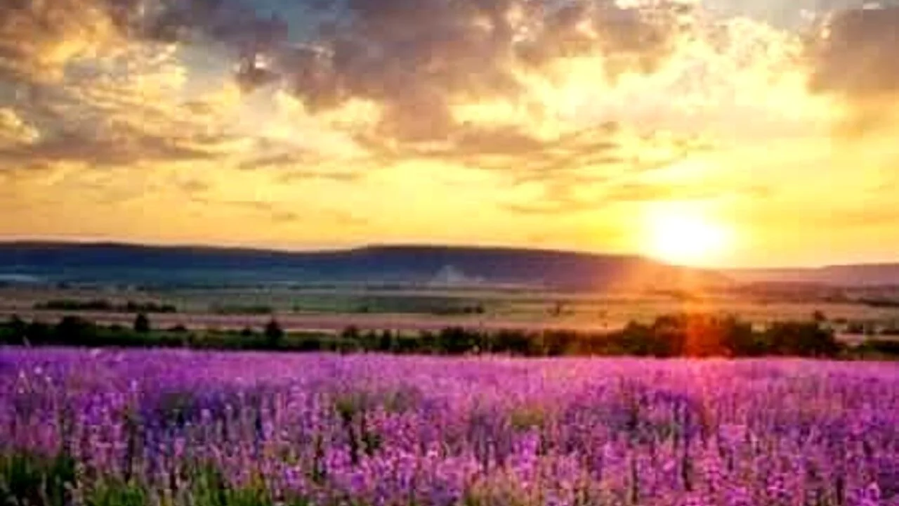 Campo di lavanda con tramonto e nuvole nei cieli.