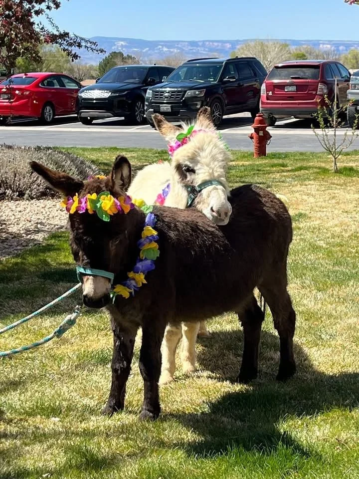 Donkey 3.jpg