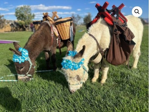 donkeys.jpeg