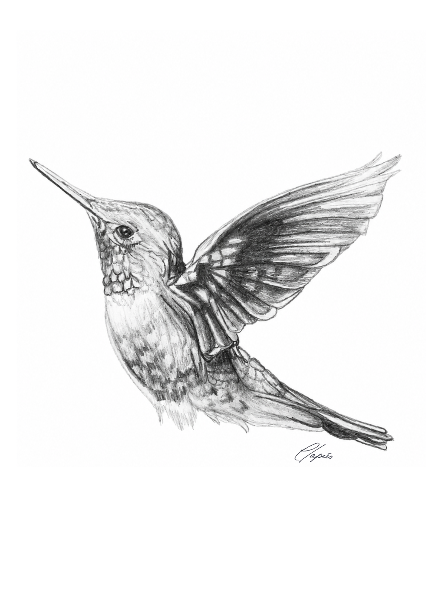 Le colibri