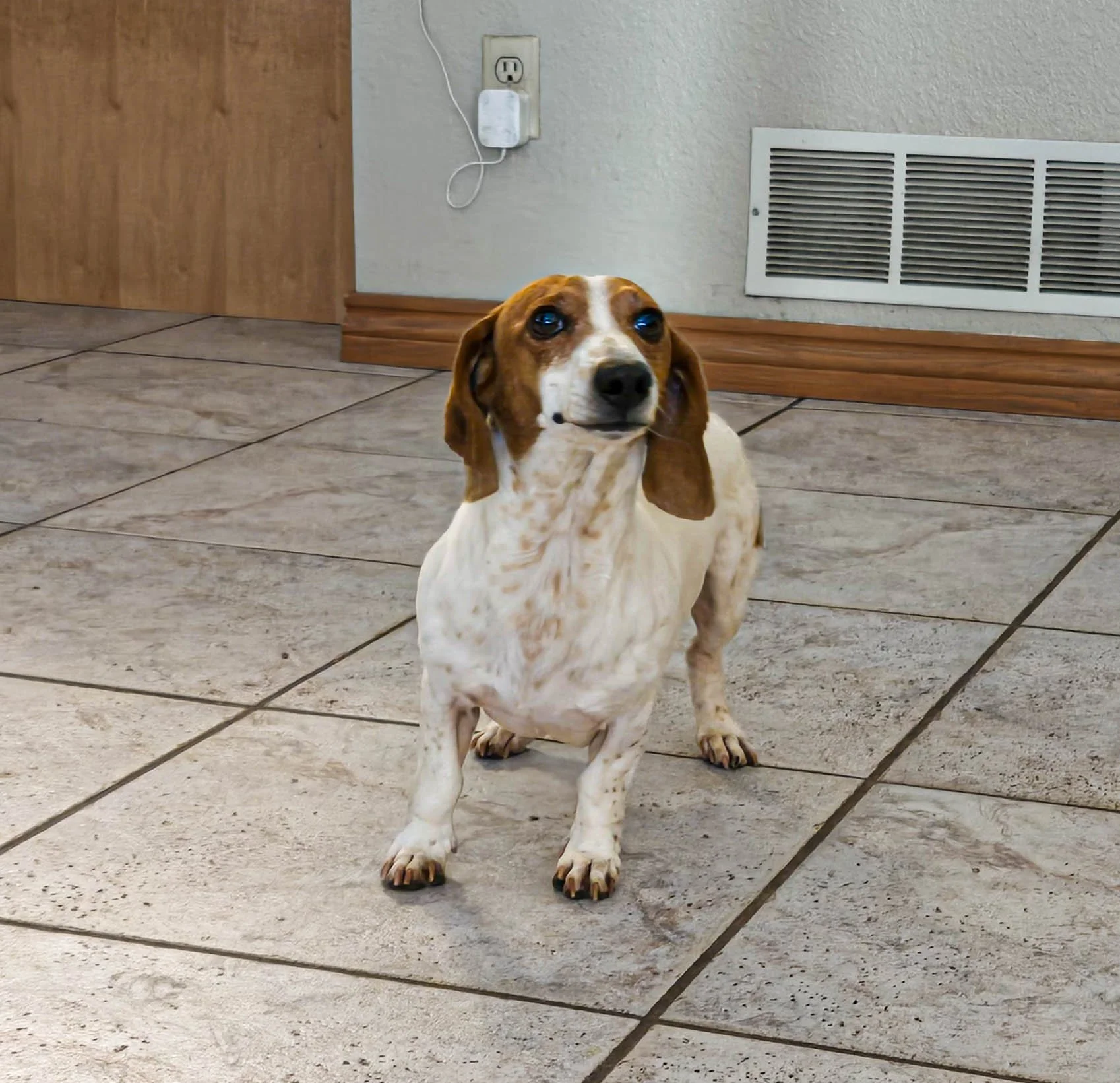 A cute dachshund with a white and brown coat sitting on a tiled floor inside a house, looking towards the camera. In the background, there is a wall with an electrical outlet and a vent.