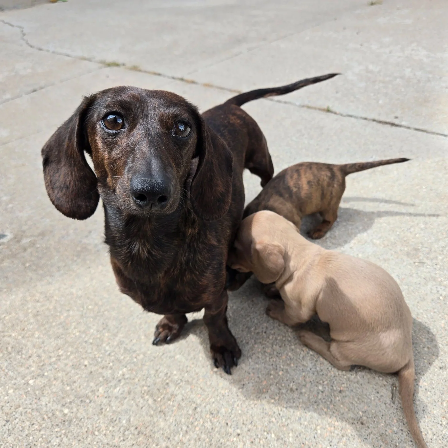 A close-up of a red brindle Dachshund puppy looking at the camera, surrounded by several other puppies with different coat colors, on a concrete surface.