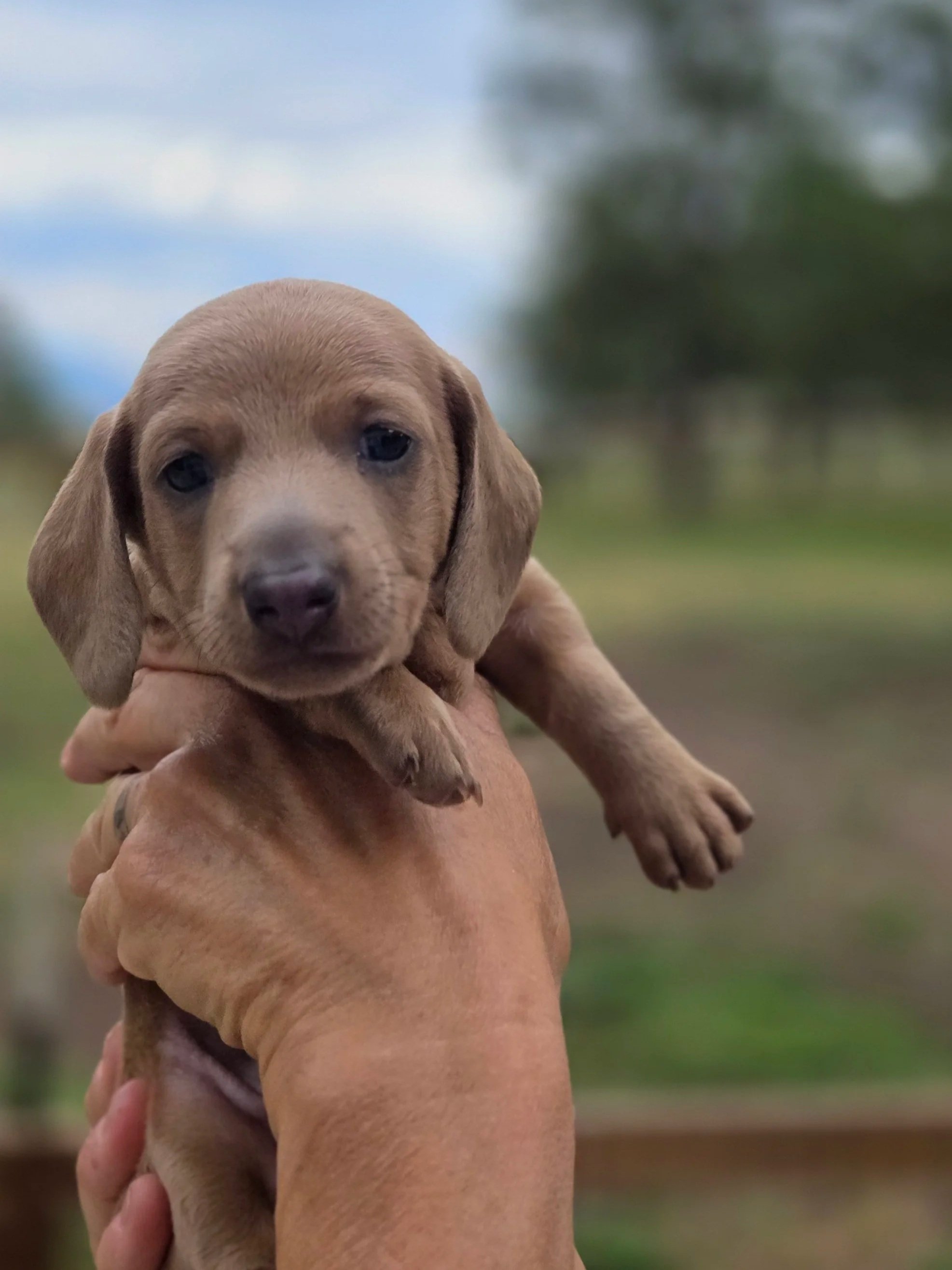 A person holding a small fawn or Isabella colored dachshund puppy outside during daytime with a blurred green and blue background.
