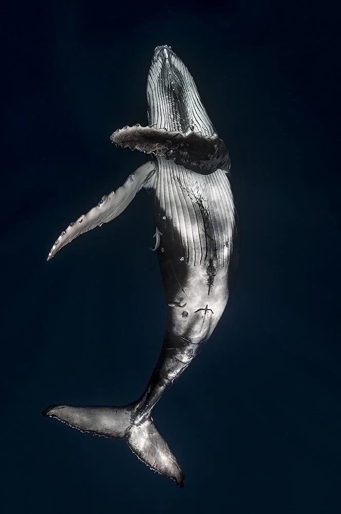Leviathan