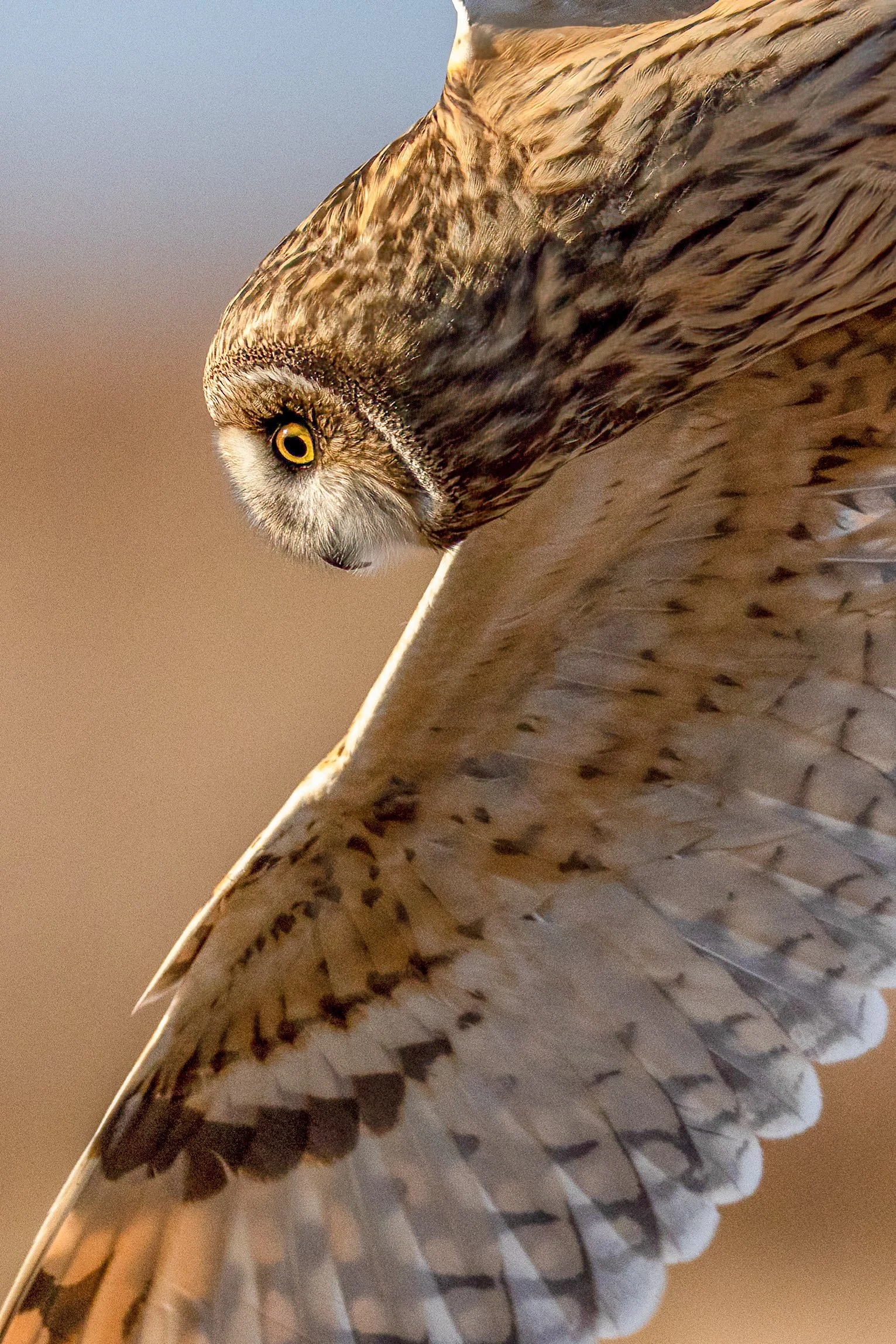 SR5_4912 2-Edit.jpg
