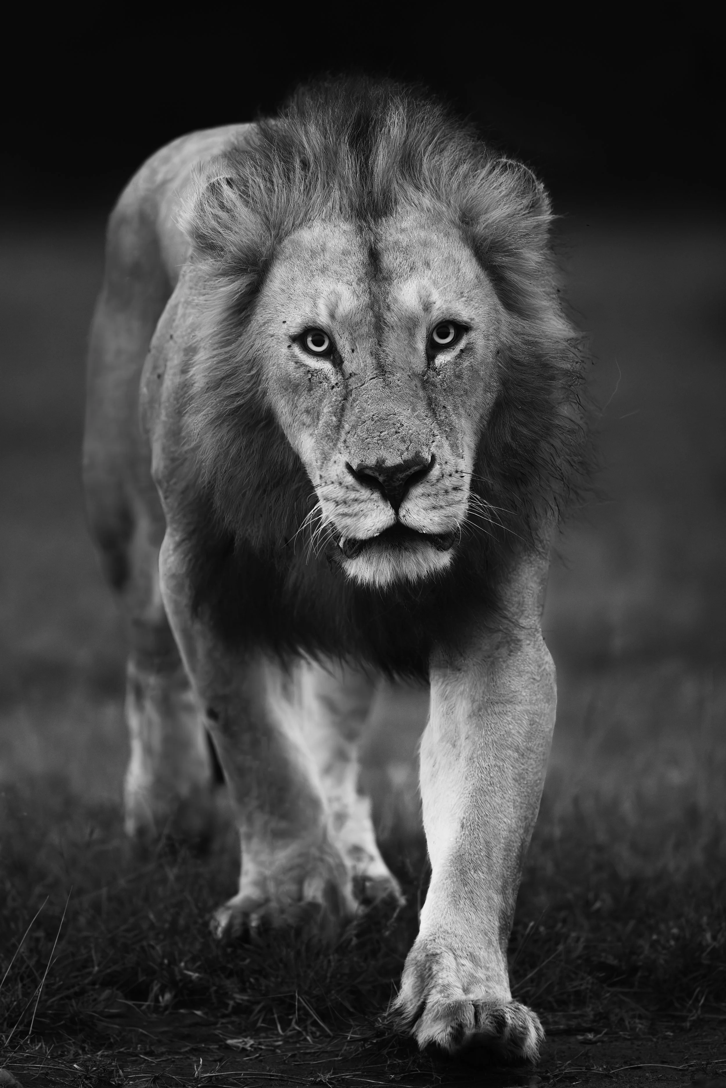 Steve Woods Mara 2023-550.jpg