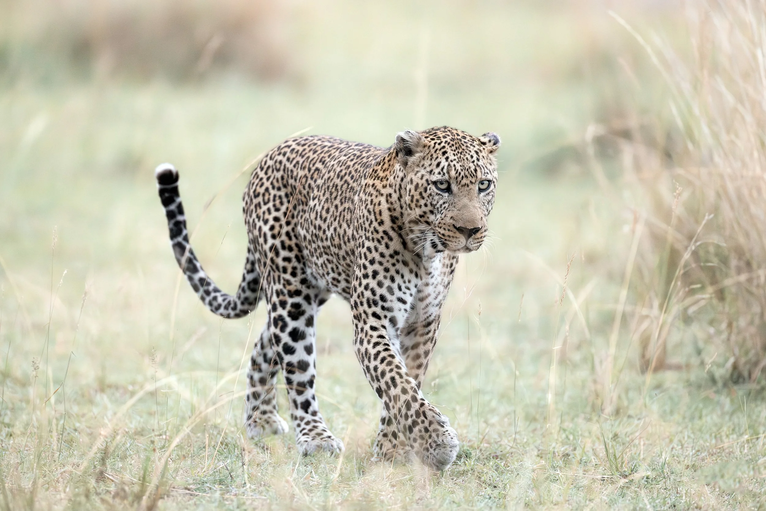 Steve Woods Mara 2023-376a.jpg