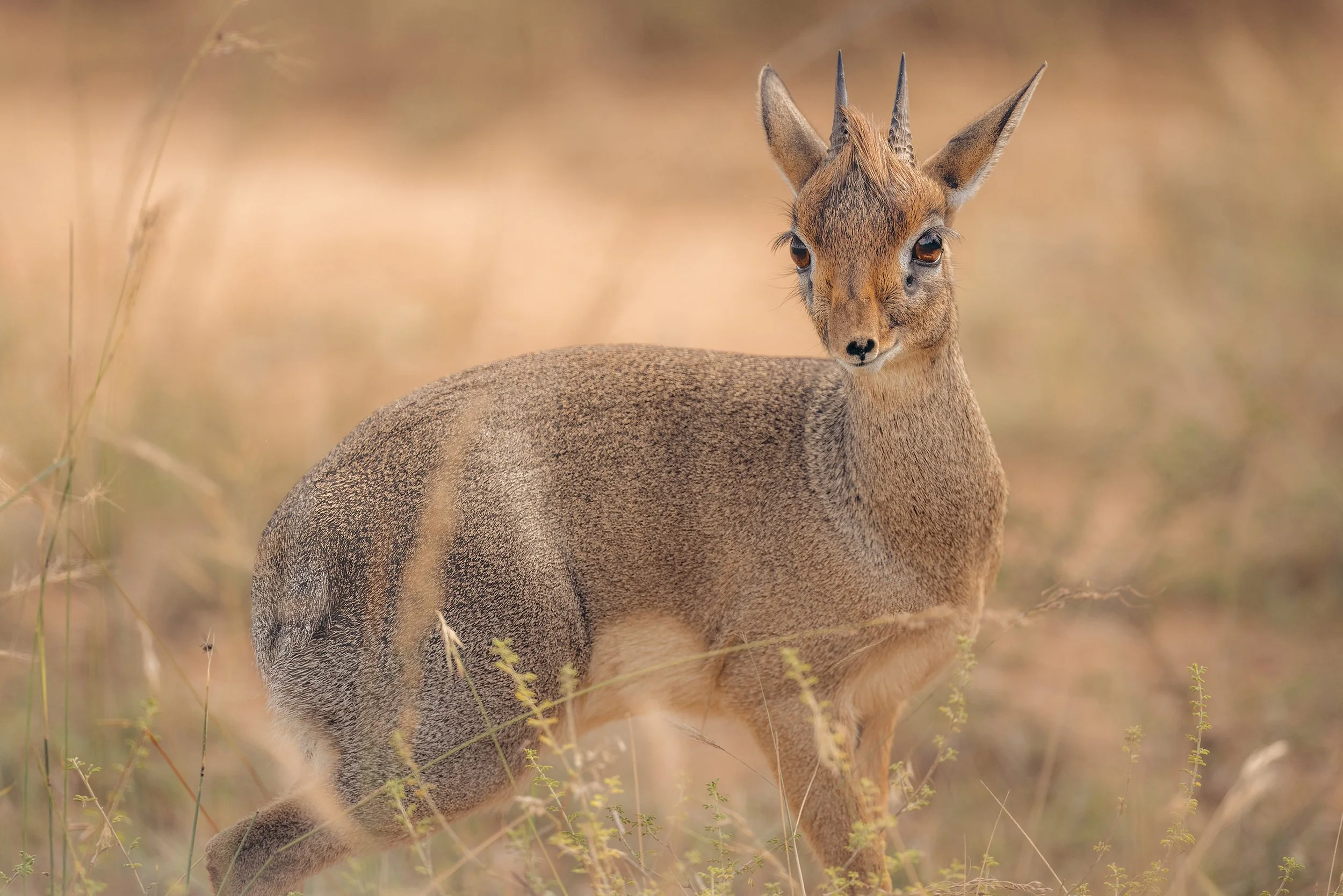 Steve Woods Mara 2023-327a.jpg