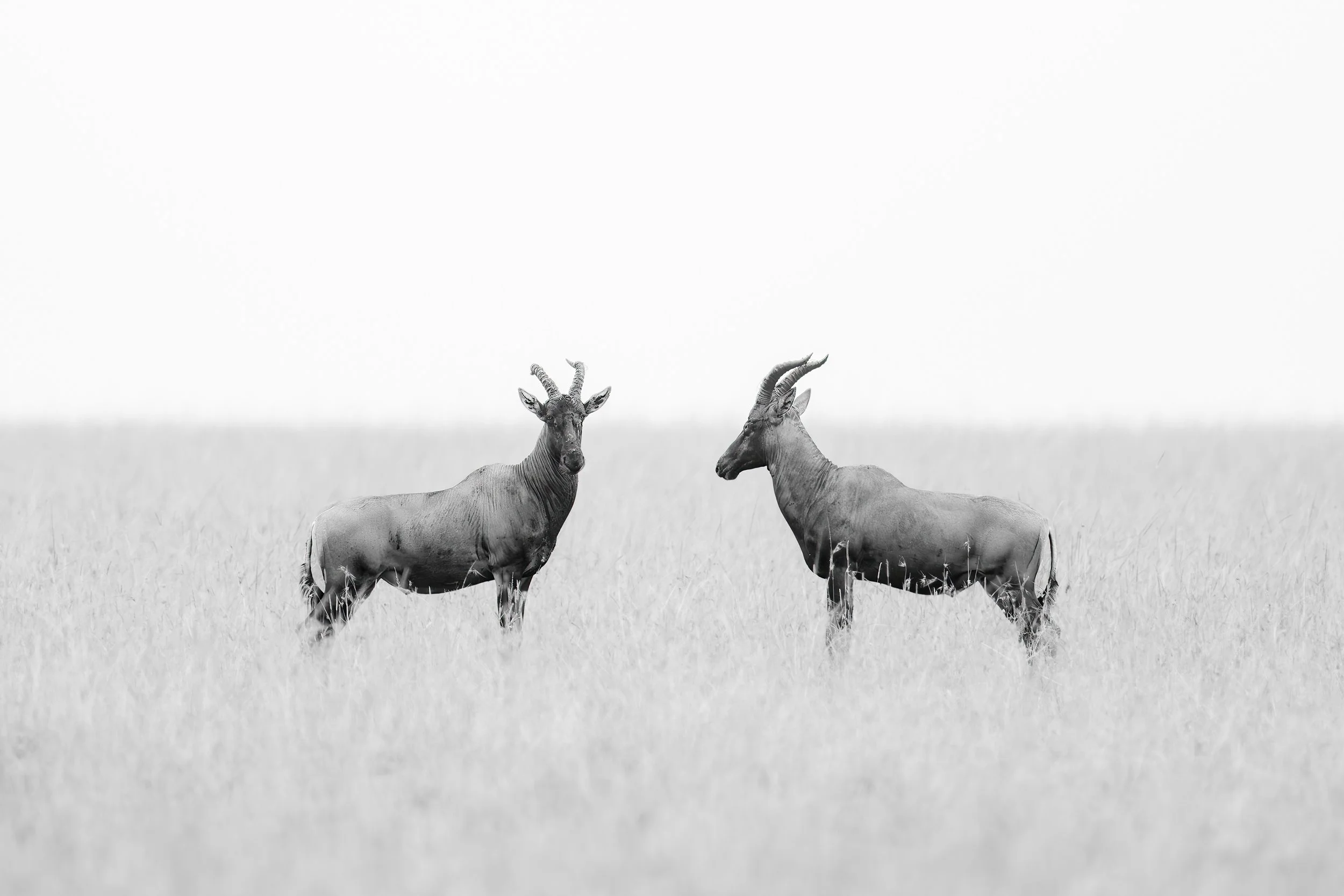 Steve Woods Mara 2023-142a.jpg