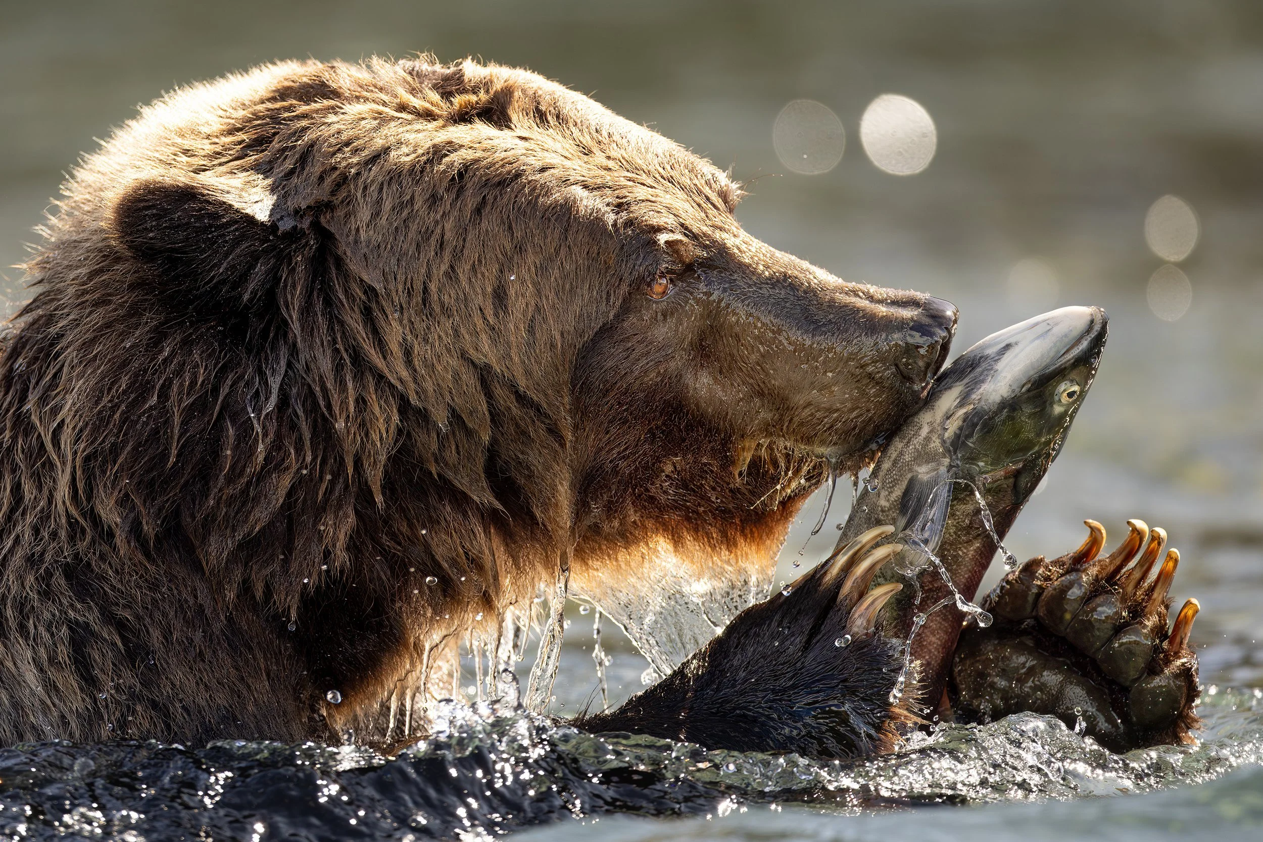 The Feast of Chilko