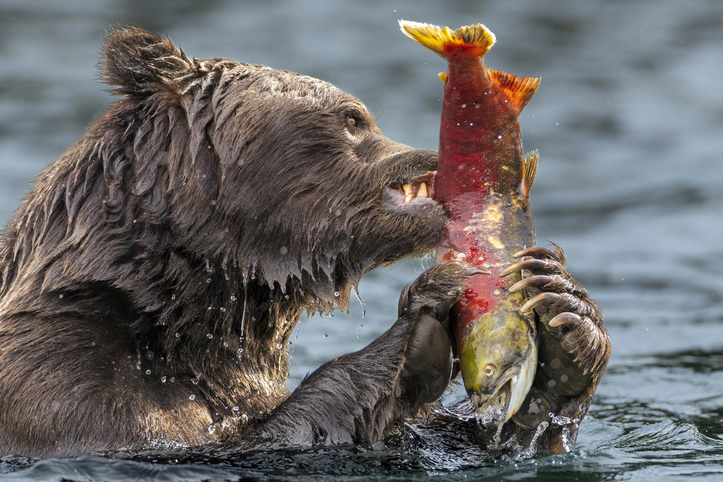 The Feast of Chilko