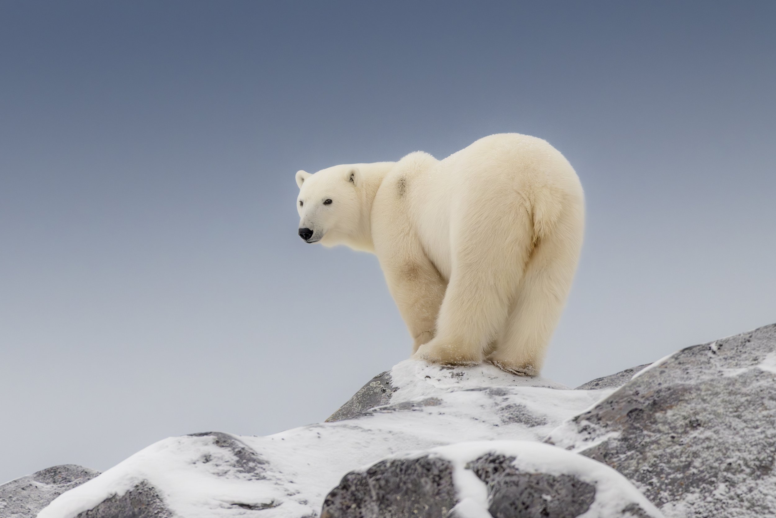 The Big Freeze - Experiencing the Polar Bears of Churchil Manitoba - November 18th - 23rd 2026 **SOLD OUT** 