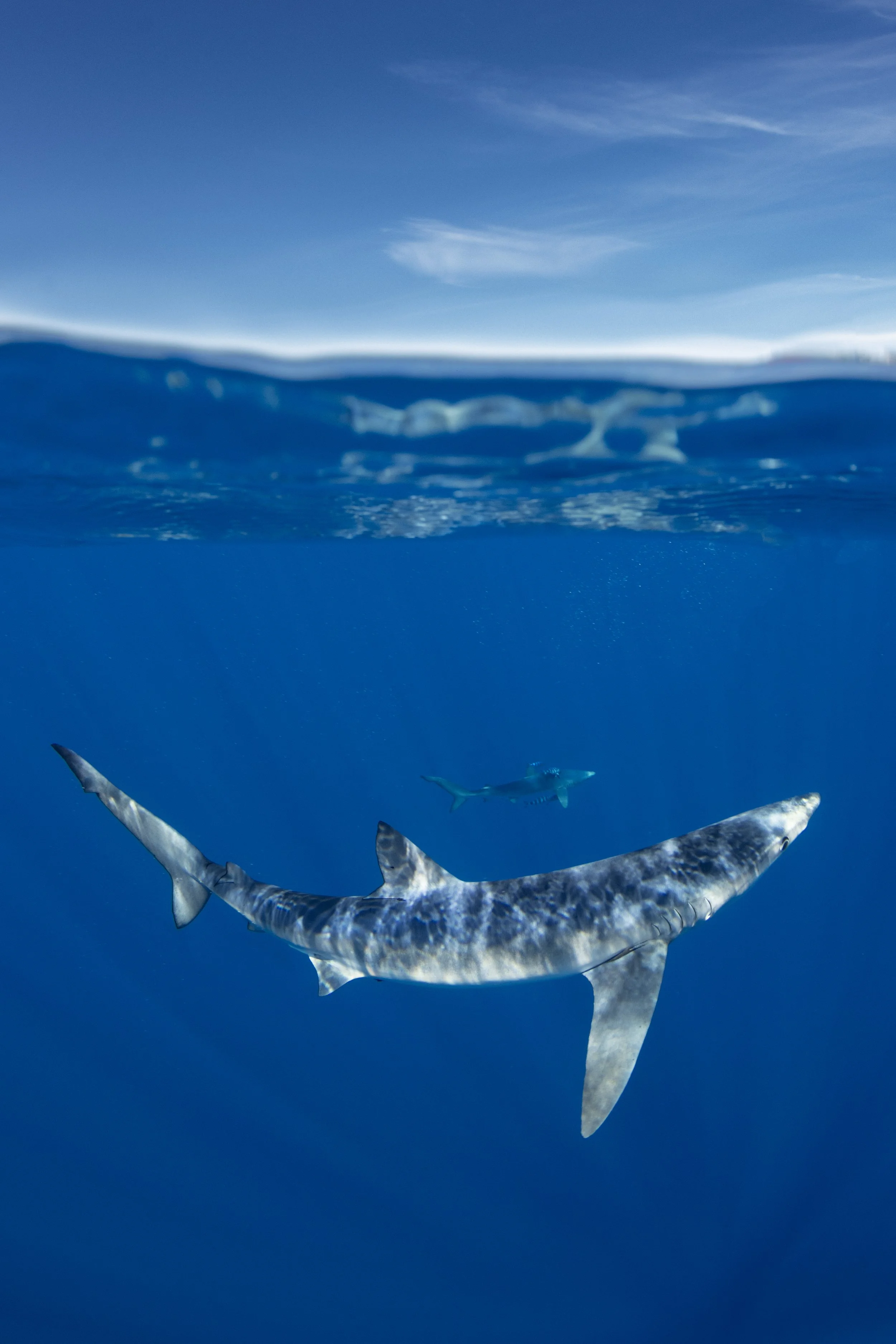 Pelagic Sharks - Baja - (for kids) April 2027 **Coming Soon** 