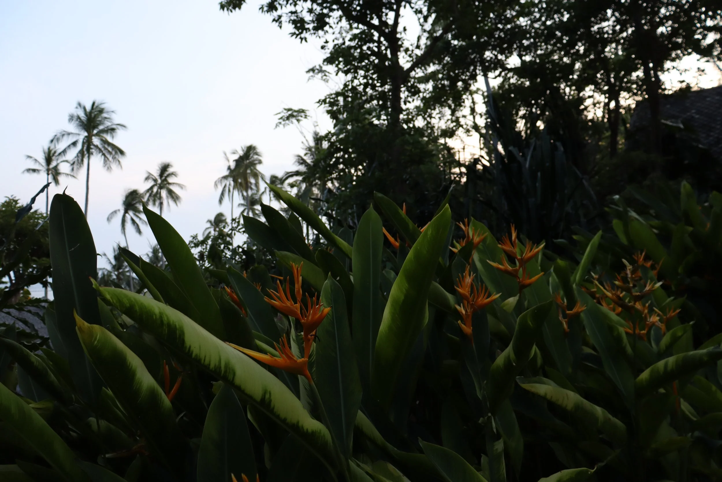 IMG_0227.jpeg
