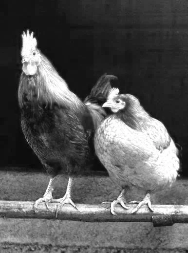 Bird Flu - the basics